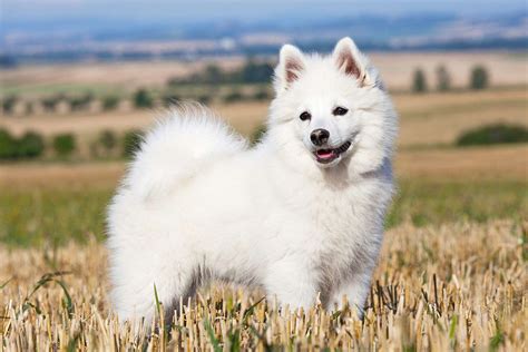 German Spitz Dog Breed Information And Characteristics Daily Paws