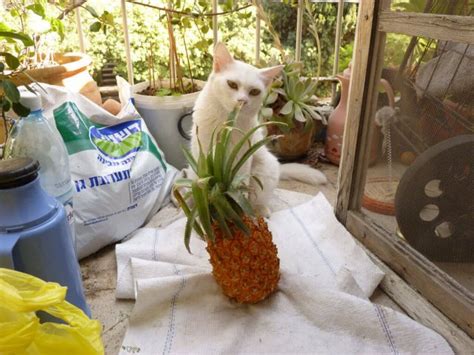 Generally not a good idea… so, included below the list of what cats eat is a table of things to never feed your cat. 11 Things You Should Know About Can Cats Eat Pineapple