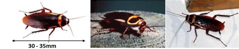 However, it is always a good idea to hire the cockroach pest control experts of chambers pest solutions if you want to immediately get rid of the cockroaches from your perth home. australian cockroach - Budget Pest Control