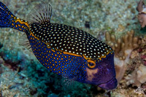 White Spotted Boxfish Facts And Photographs Seaunseen
