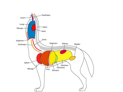 Organ systems are groups of organs within the body that can be thought of as working together as a unit to carry out specific tasks or functions within the body. Taur Anatomy pt 1. by A-E-S-H-A-E-T-T-R on DeviantArt