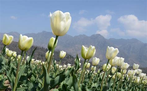 Why Is The Tulip National Flower Of Turkey Best Flower Site