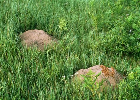 The two broad categories of common pests in northern utah are diseases and insects. Pocket Gophers | USU