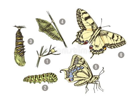 Die entwicklung von der raupe zum schmetterling nennt man in der biologie meint metamorphose die umwandlung von einer larve zum ausgewachsenen tier. Metamorphose Stock Illustrationen, Vektoren, & Kliparts ...