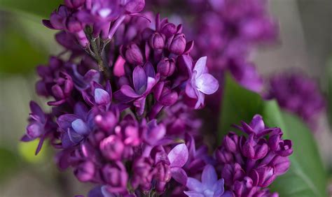 First Editions® Virtual Violet® Lilac | Wyoming Plant Company