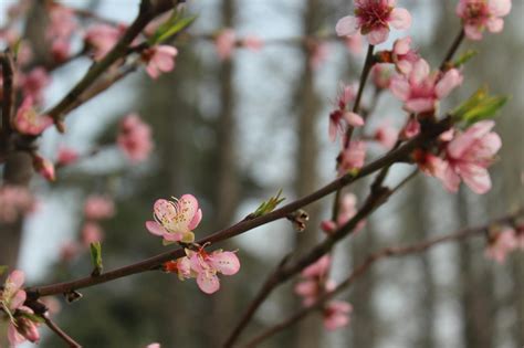 Close Up Photo Of Cherry Blossom · Free Stock Photo