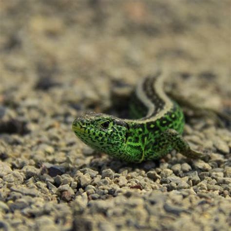 Especies O Tipos De Salamandras