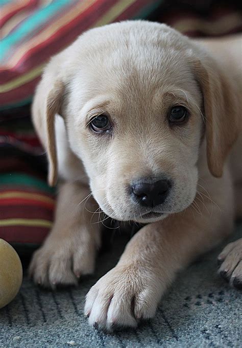 It makes a good watchdog. 10 Adorable Labrador Retriever Puppies Youve Ever Seen # ...