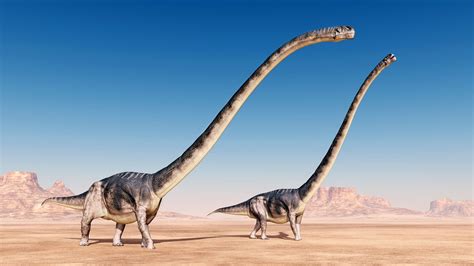 Lavocatisaurus Agrioensis New 40 Foot Long Dinosaur Species Discovered In Argentina