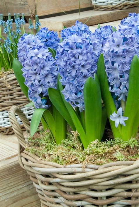 That said, i'd start by considering carrots, kale, peas, radish, spinach, asian actually, a lot of herbs and flowers actually need a cold period to germinate, so look into those as well. 5 Blue Spring Bulbs | Spring bulbs, Hyacinth plant ...