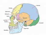 DER SCHÄDEL- eine kleine anatomische Einführung - Physio Bosse