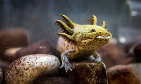 Salamanders As Pets The Ultimate Guide To Caring For Your Newt