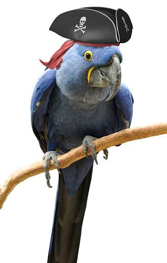 Cool And Unusual Pirate Parrot Bird Portrait Stock Photo Download