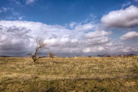 Online Crop Hd Photography Of Withered Tree Over Dried Field During