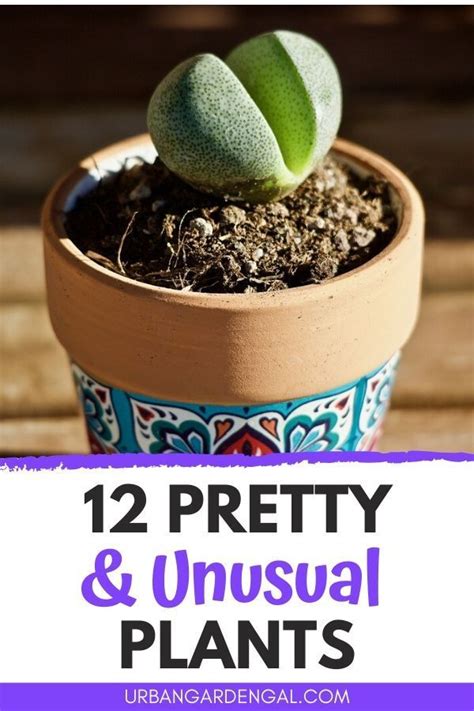 Images captured with a video camera. 12 Pretty & Unusual Plants in 2020 | Unusual plants ...