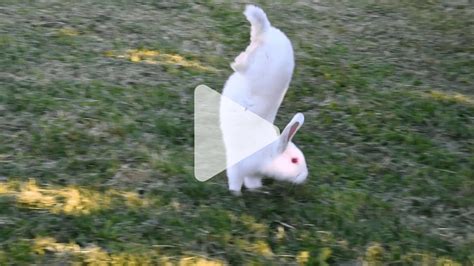 This Rabbit Walks On Its ‘hands Scientists Think Theyve Found The