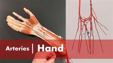 Arteries Of The Hand YouTube