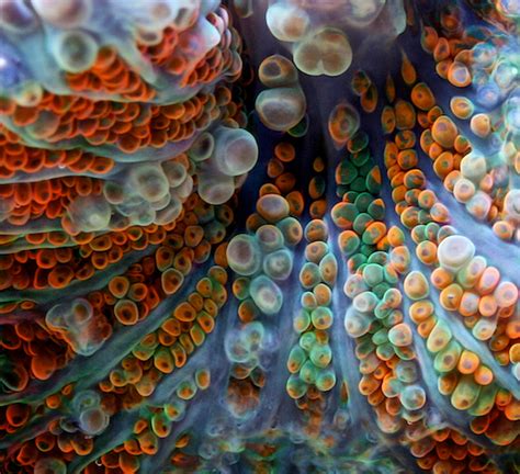Magnificent Macro Photography Of Corals 11 Pics I Like To Waste My Time