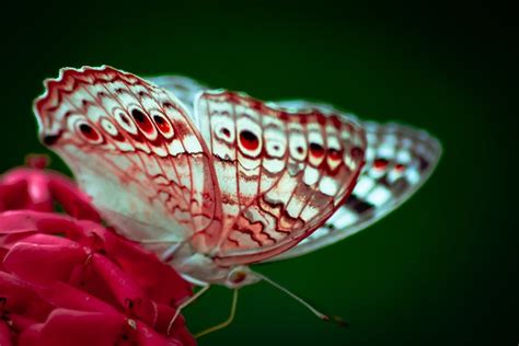 Free Stock Photo Of 4k Wallpaper Butterflies Butterfly On A Flower