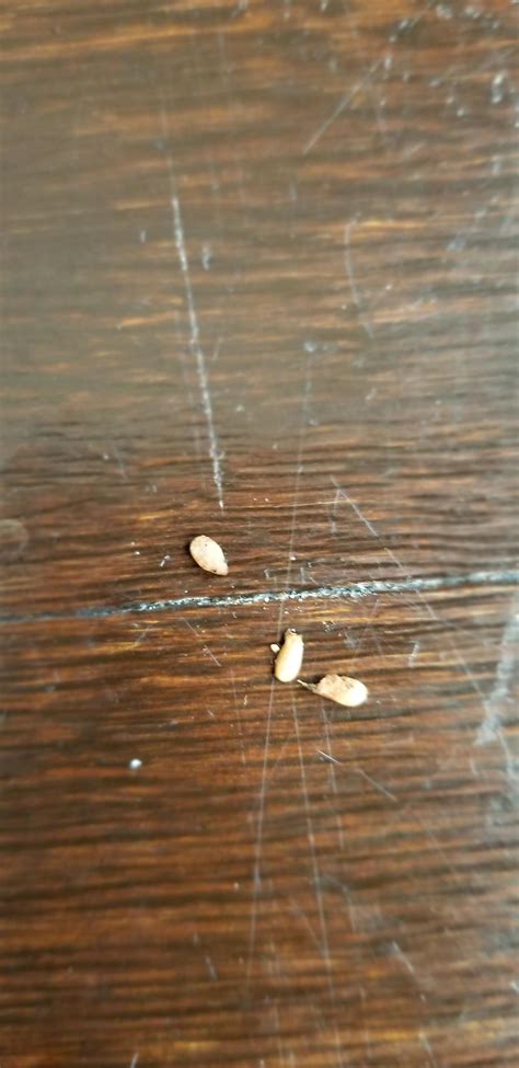 They are not like fleas and ticks. Are these bed bug eggs or some kind of seeds? : Bedbugs