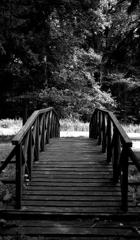 Free Images Tree Nature Forest Rock Black And White Bridge