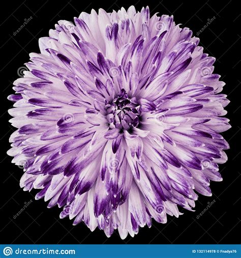 Purple Flower Dahlia Isolated On Black Background For Design Closeup
