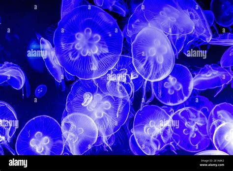 Colorful Iluminated Jellyfish Underwater On Dark Background Jellyfish