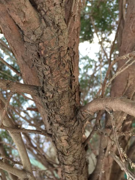 Identifying Trees By Their Bark Master Gardeners Of Northern Virginia