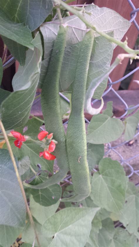 Scarlet Runner Pole Beans They Havent Done Amazingly Well In My Yard