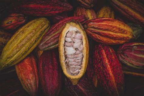 History Of Cocoa World Cocoa Foundation