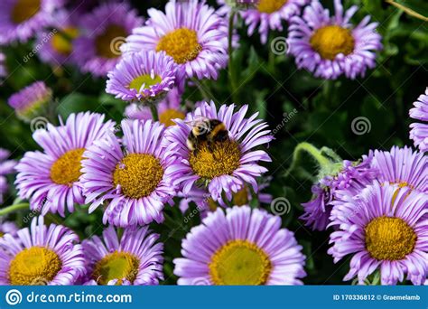63 reasons why we love the cape & islands. New England Aster Flowers Being Pollinated By A Bee ...