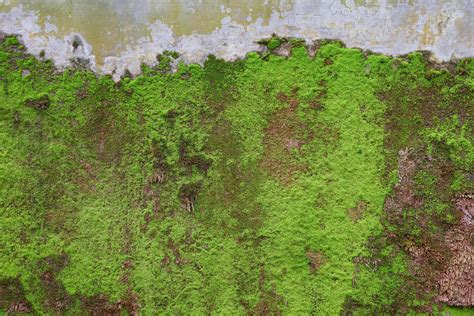 Close Up Of Green Moss Texture On The Old Wall For Background 3406365