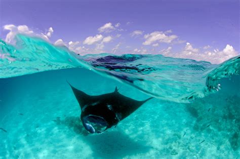 Área Protegida Da Unesco Nas Maldivas Proporciona Mergulho Com Arraias