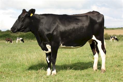 Can my holstein cow produce more milk? Livestock Supplies - A2 tested Friesian / Holstein dairy ...