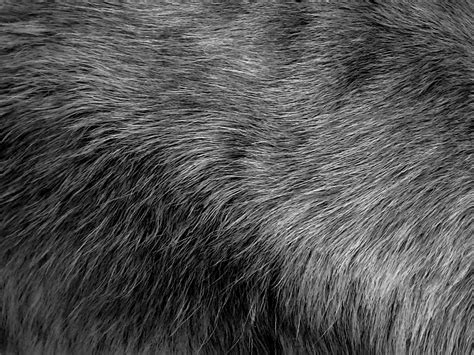 11 Black Fur Wallpaper Ideas