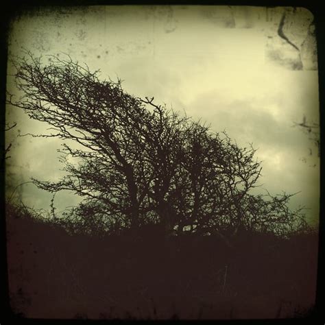Windswept Trees Wind Blown Hawthorn Sentinel Windsweptcrow Flickr