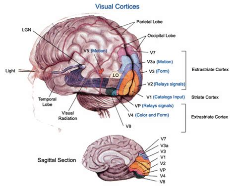 Occipital Lobes Chapter 13 Flashcards Quizlet