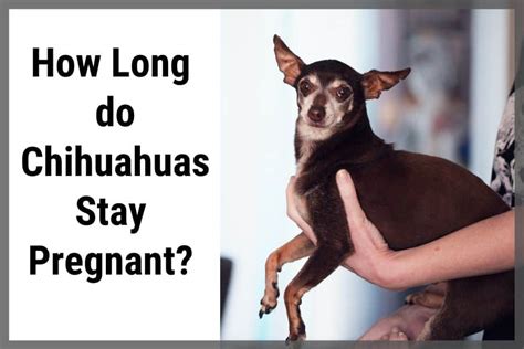 How Long Do Chihuahuas Stay Pregnant This May Surprise You Sir Doggie