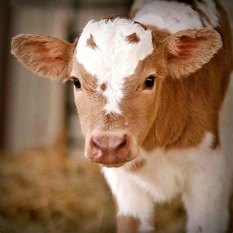 The 25 Best Cows And Calves Ideas On Pinterest Baby Cows Highland