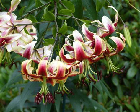 Lily Miss Lily Bulbs — Buy Tree Lilies Online At Farmer Gracy Uk