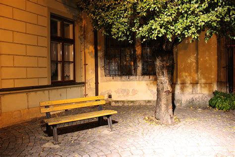 Free Images Tree Light Wood Bench House Home Wall Foliage
