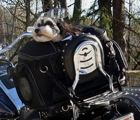 Give your pooch the ultimate driving experience with this motorcycle trike pet carrier. Grand Pet Palace, Pet Carrier