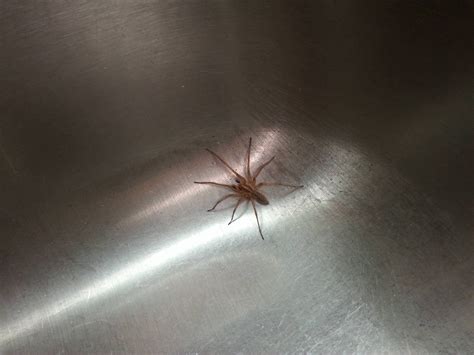 Brown Recluse Or Hobo Spider Southern Ontario Rwhatsthisbug