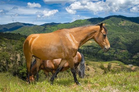 Horse In A Pasture In The Mountain Valley Stock Photo Image Of Brown