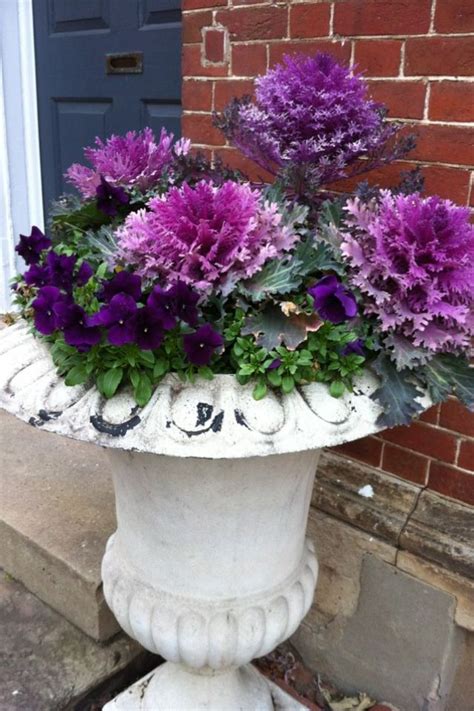 There are some exceptions to that rule, and certain plants are better able to survive in containers through the winter than others. Beautiful purple winter Kale. | Flower pots, Planting ...