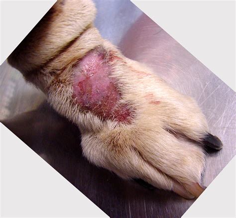 Dog Skin Conditions