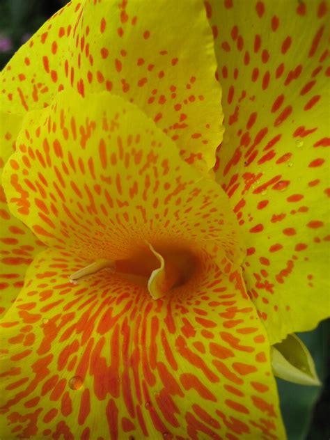 The orange spots are caused from lack of water. "Yellow Canna Lily with Orange Spots." by Mywildscapepics ...