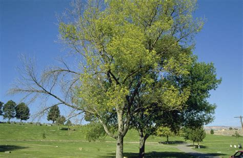 The Plight Of The Native Ash Tree