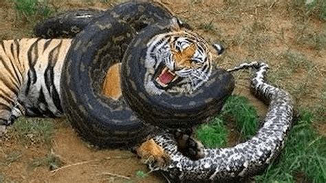 Anaconda Snake Facts Fights Size Length And Attacks