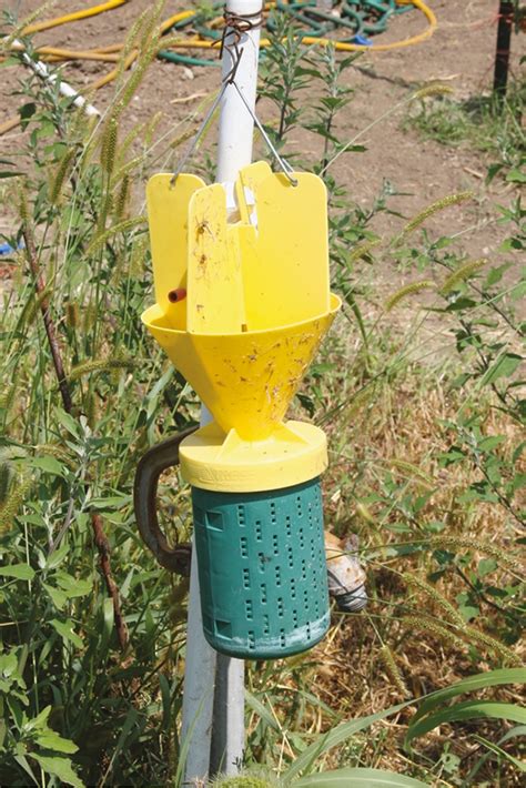 Japanese Beetle Trap Entomology Today